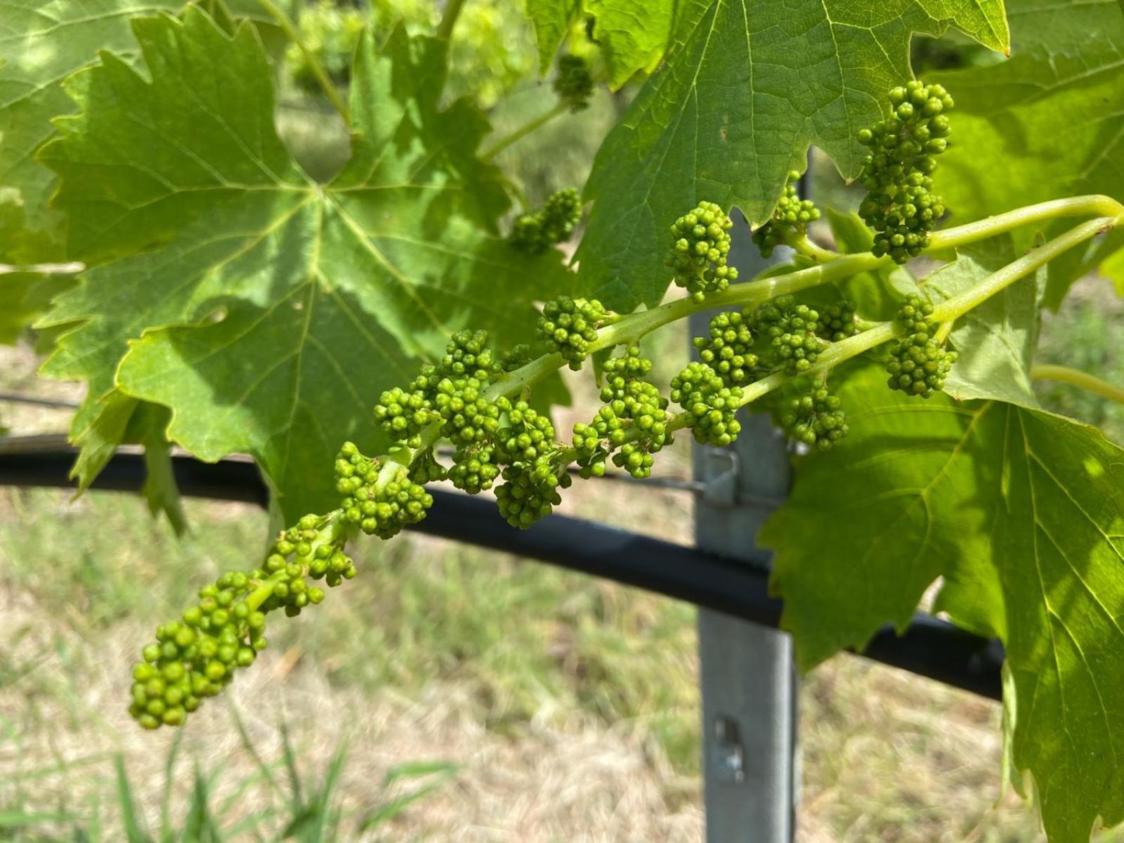 Tenuta Le Mandorlaie, Agriturismo In Scansano Eksteriør billede
