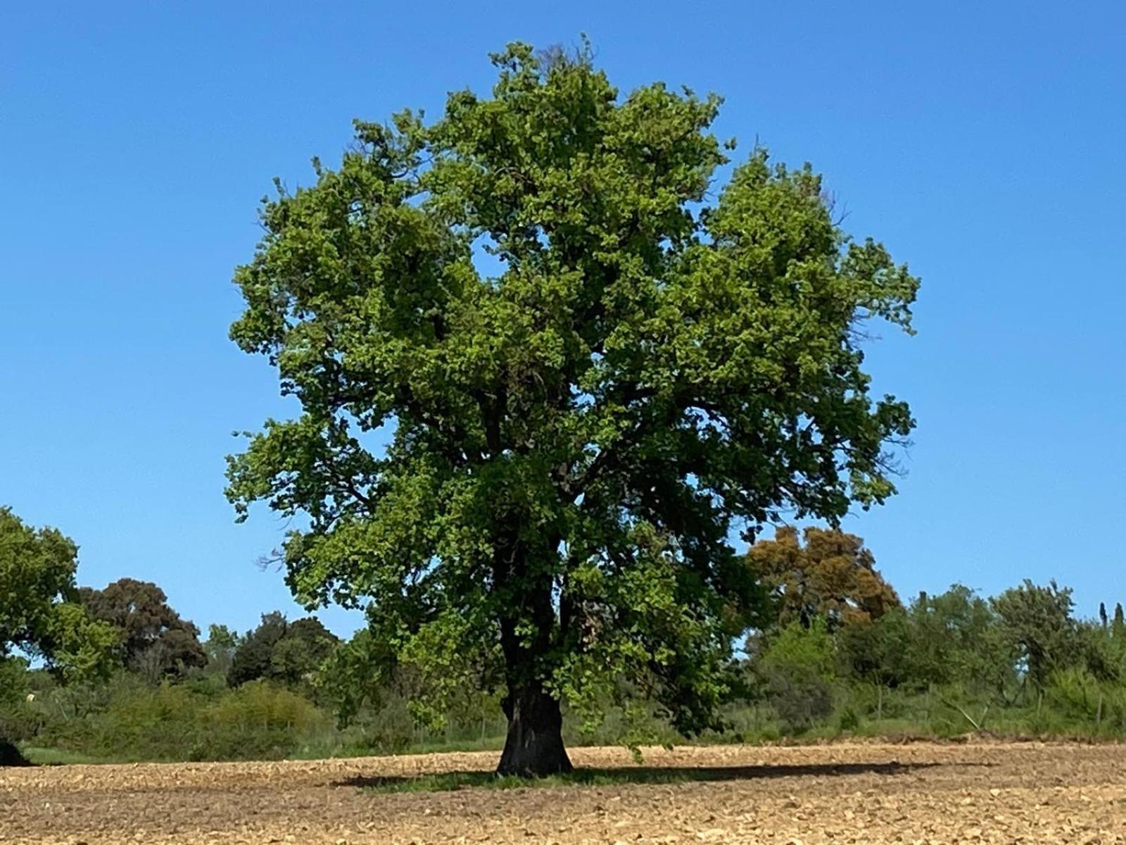 Tenuta Le Mandorlaie, Agriturismo In Scansano Eksteriør billede