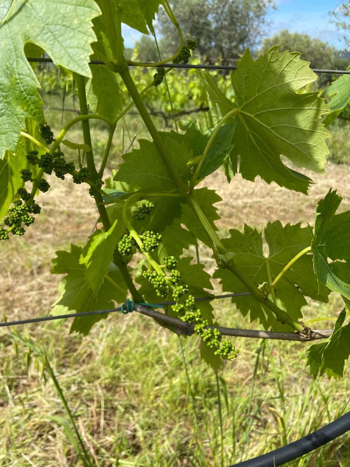 Tenuta Le Mandorlaie, Agriturismo In Scansano Eksteriør billede