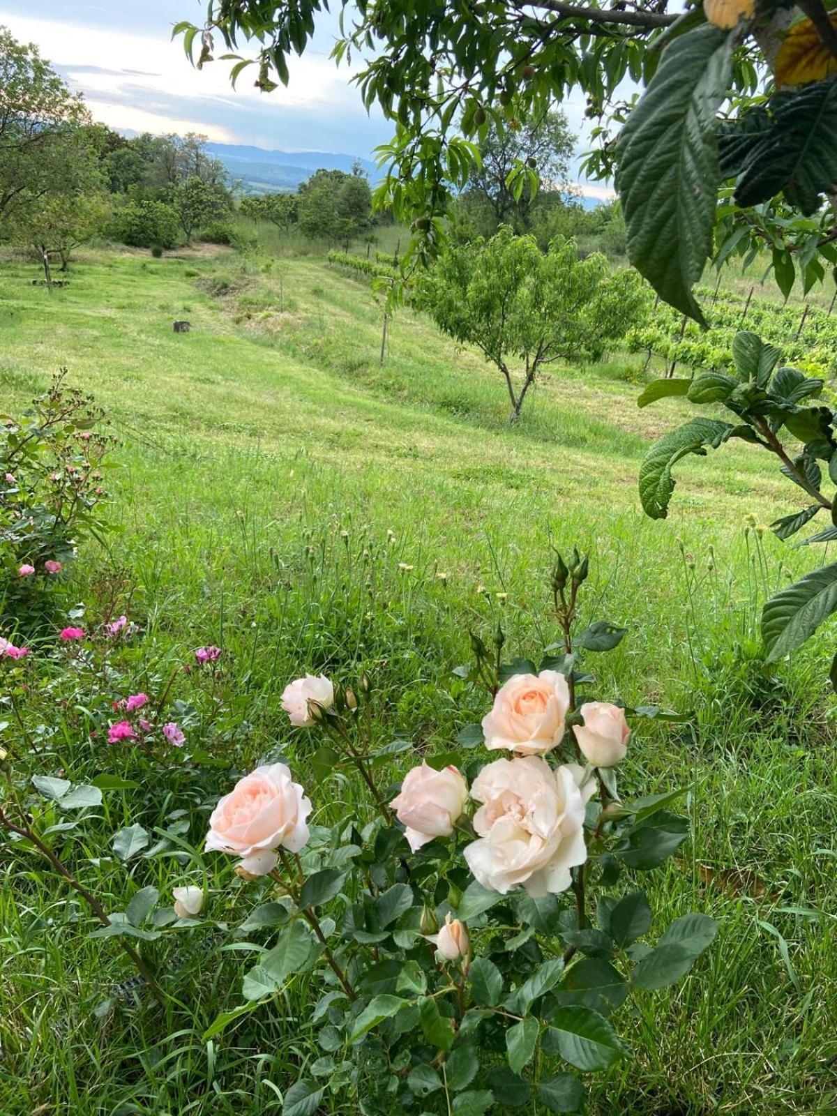Tenuta Le Mandorlaie, Agriturismo In Scansano Eksteriør billede