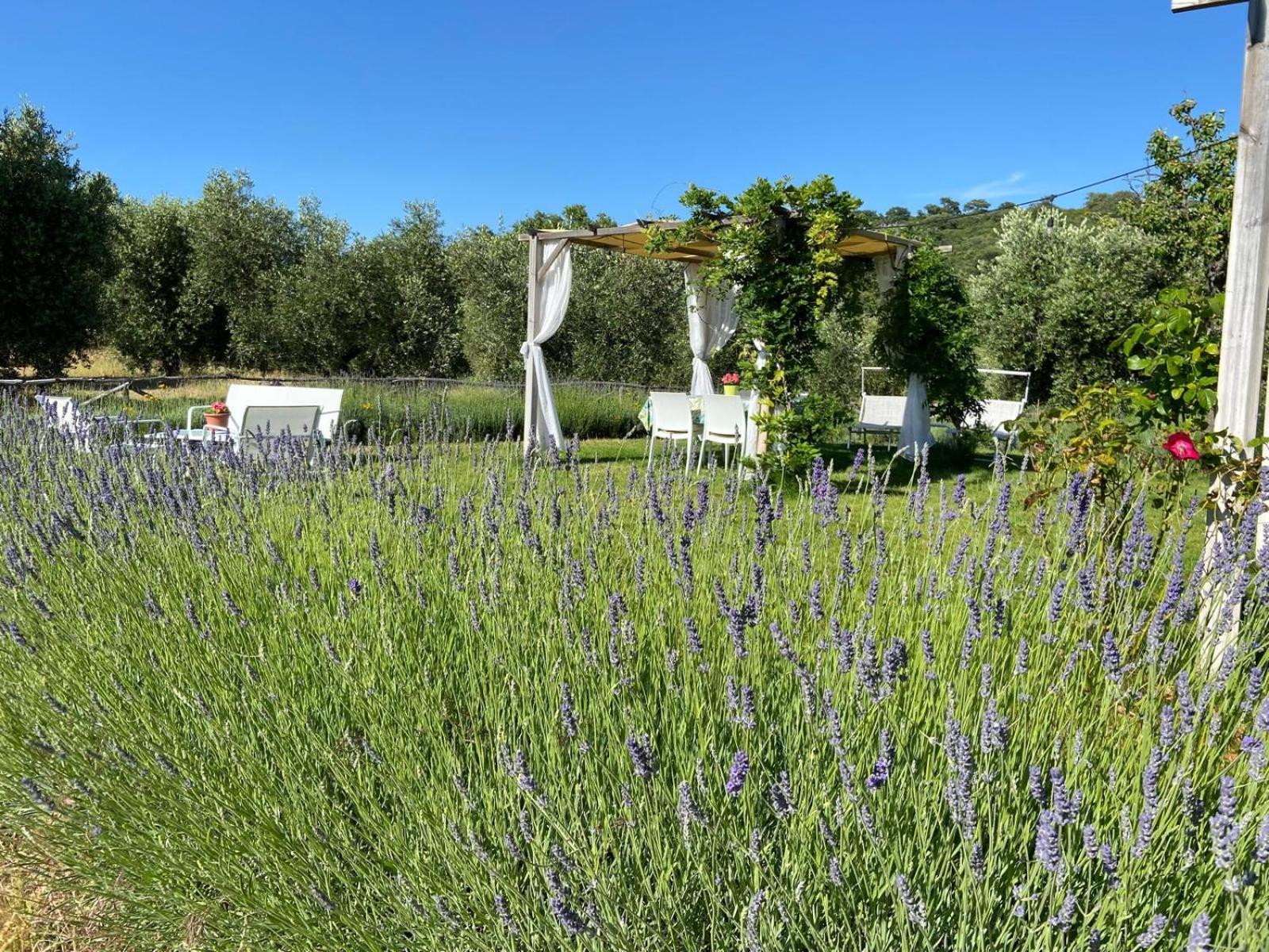 Tenuta Le Mandorlaie, Agriturismo In Scansano Eksteriør billede