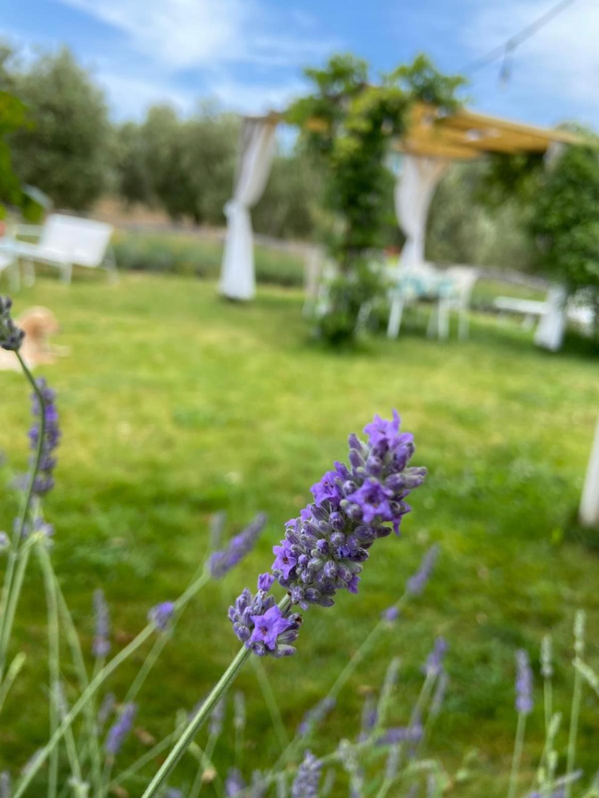 Tenuta Le Mandorlaie, Agriturismo In Scansano Eksteriør billede