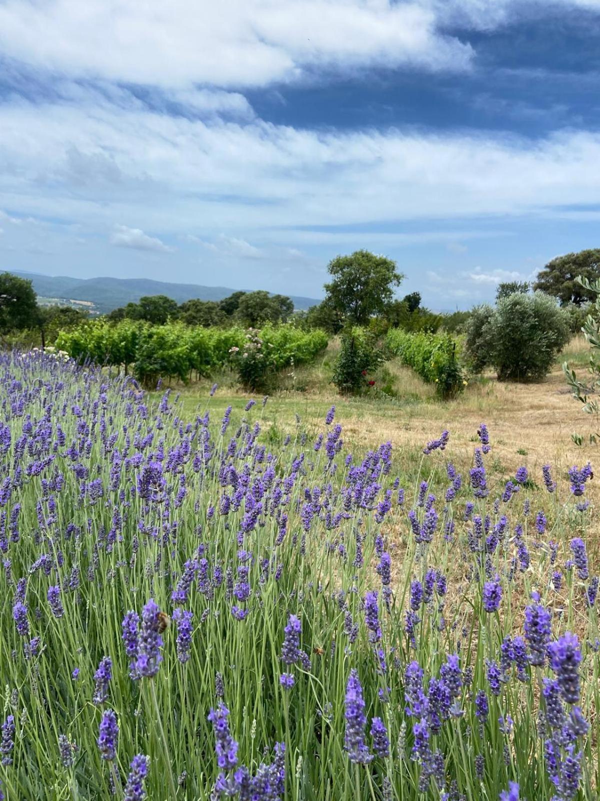 Tenuta Le Mandorlaie, Agriturismo In Scansano Eksteriør billede
