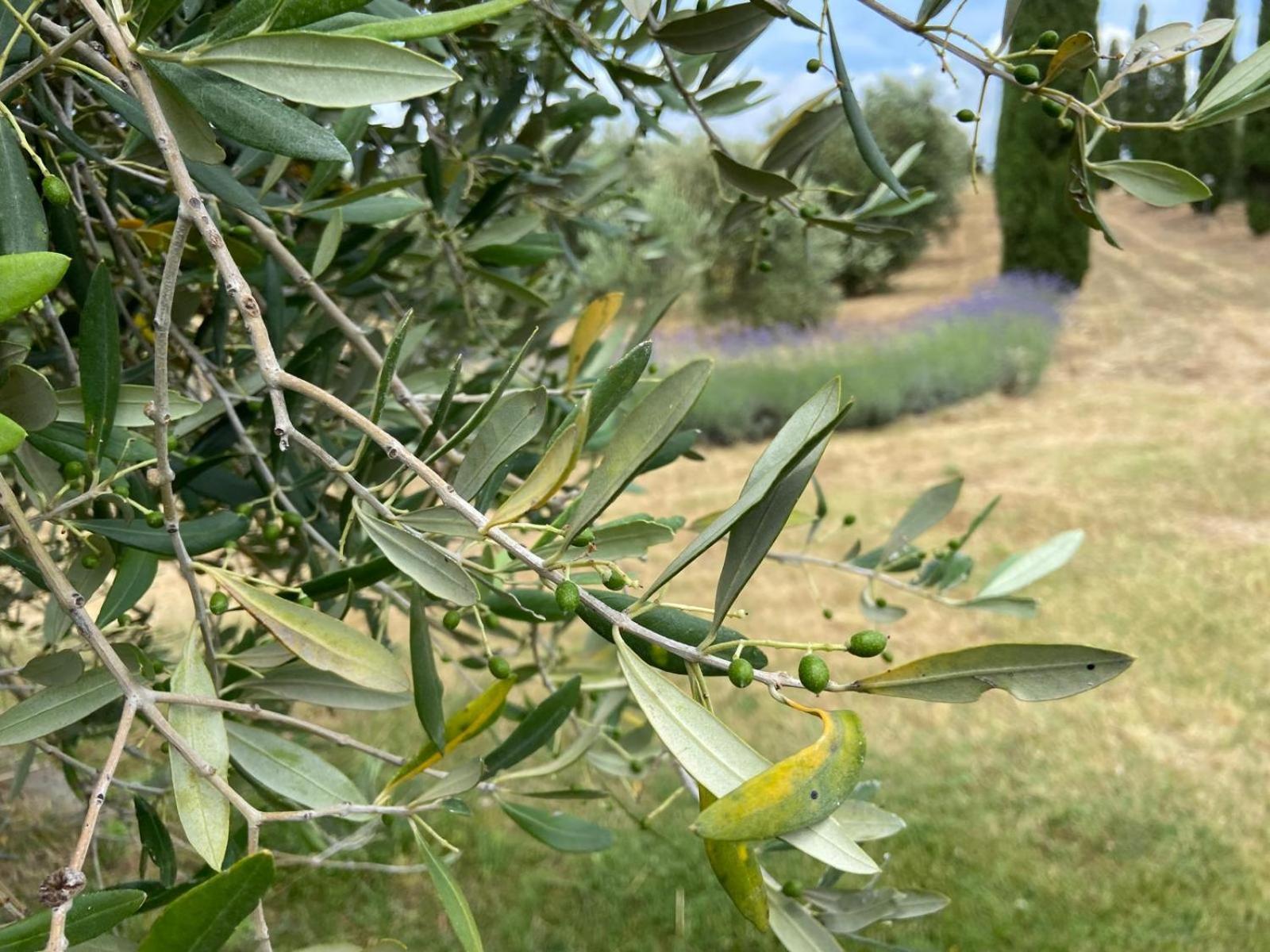 Tenuta Le Mandorlaie, Agriturismo In Scansano Eksteriør billede