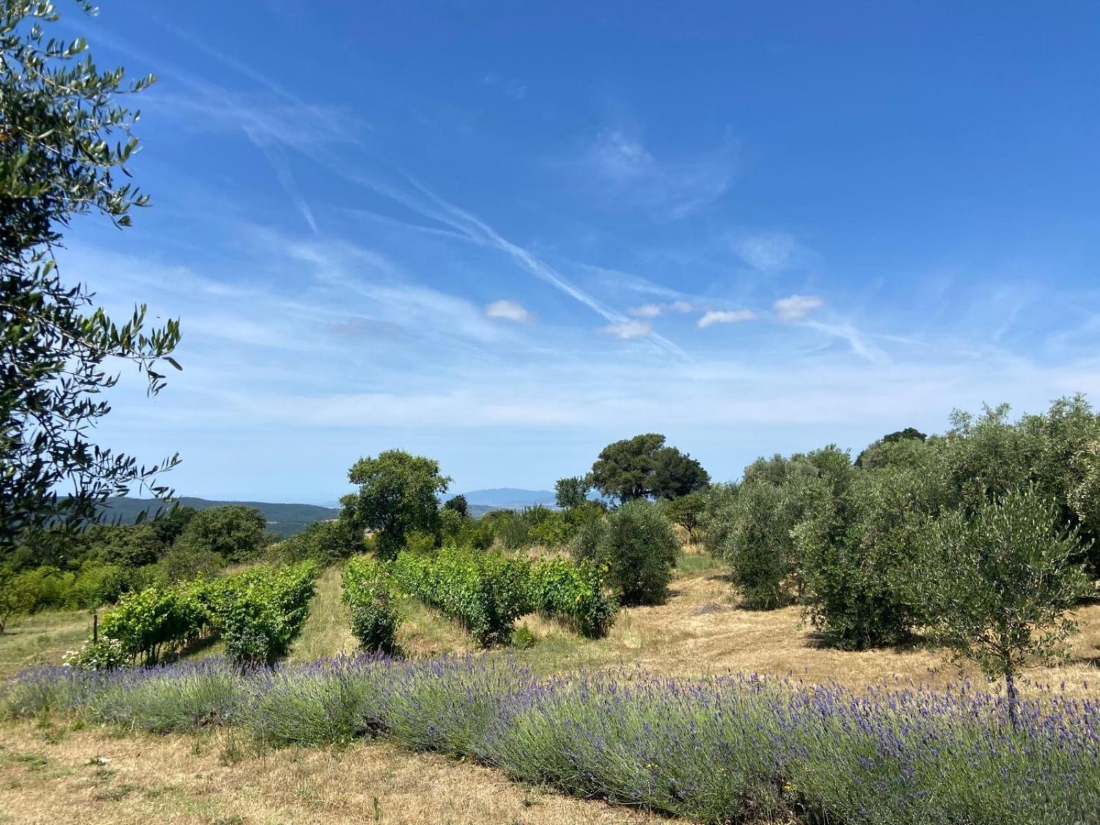 Tenuta Le Mandorlaie, Agriturismo In Scansano Eksteriør billede