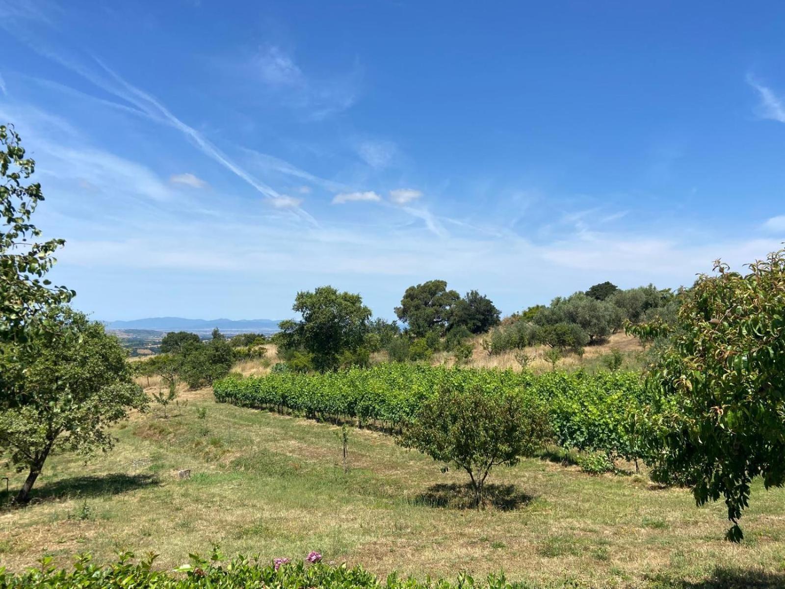Tenuta Le Mandorlaie, Agriturismo In Scansano Eksteriør billede