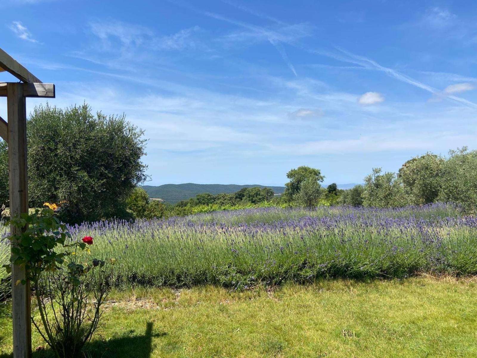 Tenuta Le Mandorlaie, Agriturismo In Scansano Eksteriør billede
