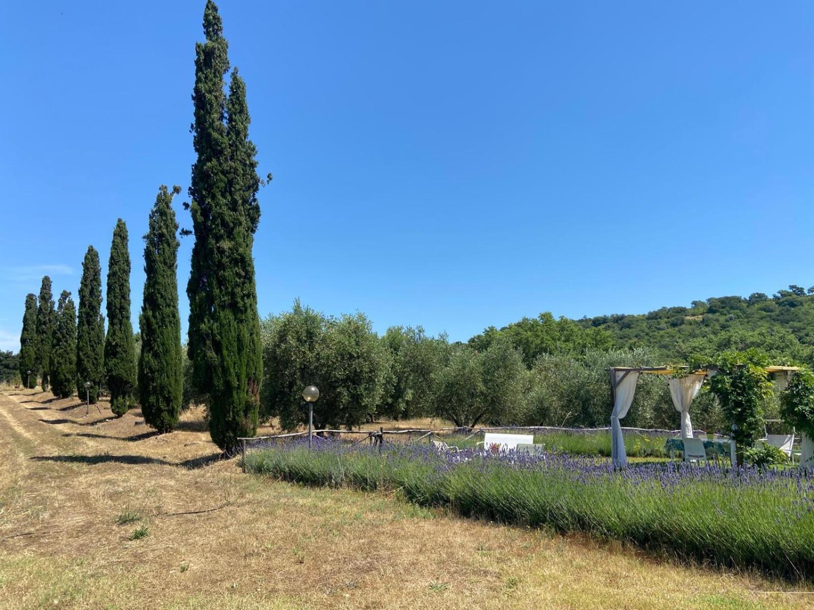 Tenuta Le Mandorlaie, Agriturismo In Scansano Eksteriør billede